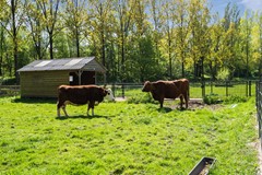 36. Samoas 21, Utrecht.jpg